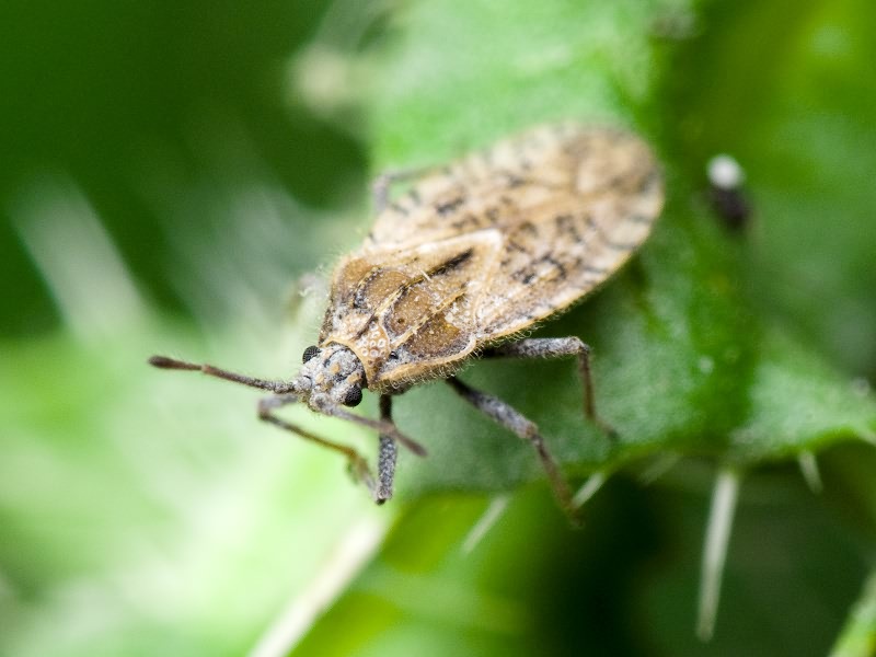 Tingis (Neolasiotropis) pilosa (Hummel, 1825)